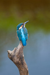 Wall Mural - Kingfisher (Alcedo atthis)