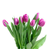 Fototapeta Tulipany - close-up pink tulips isolated on white