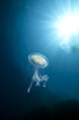 ocean, sun and luminescent jellyfish