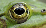 Fototapeta Do akwarium - frog