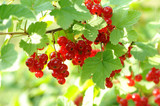 Johannisbeeren 11