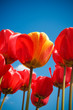 Hybrid Tulips