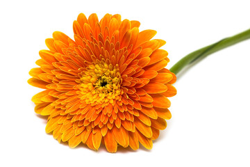 Wall Mural - orange flower isolated on white background