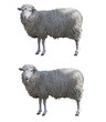 Sheeps isolated whit clipping path