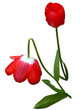 geknickte rote Tulpe