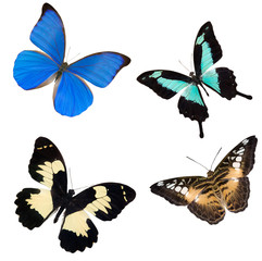 Sticker - four tropical butterflies