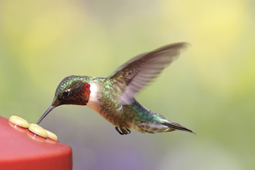 Sticker - Ruby-throated Hummingbird At A Feeder