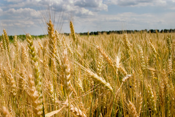 Wall Mural - wheat