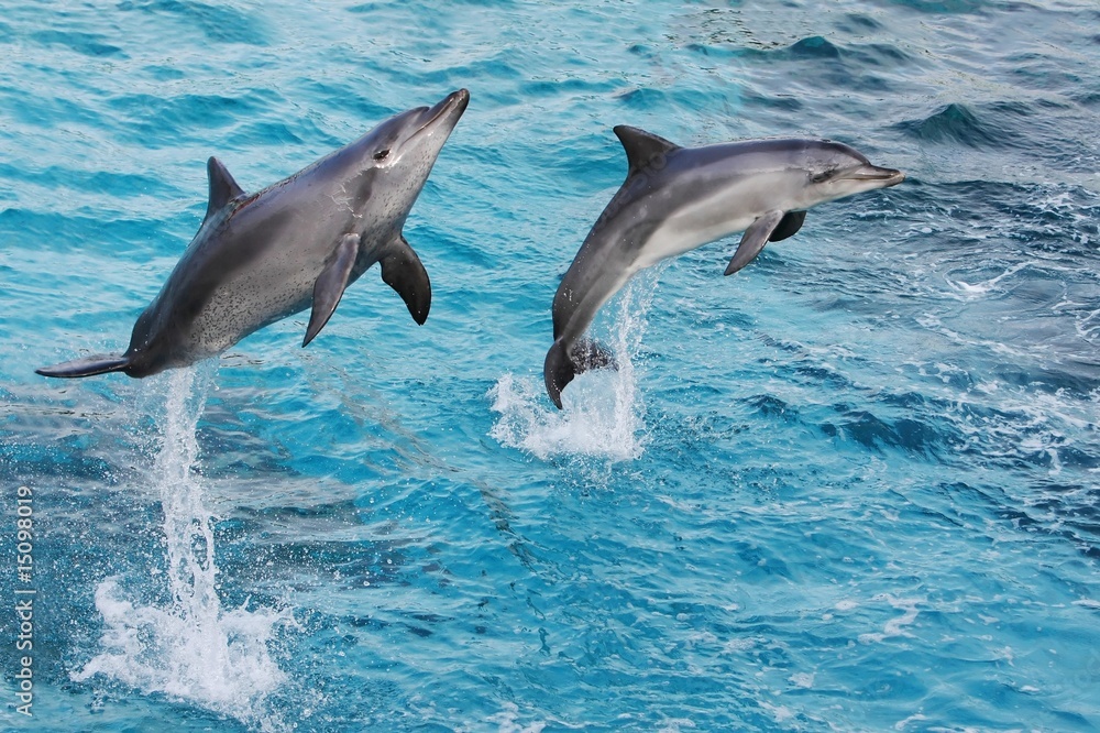 Obraz na płótnie Dolphins Jumping w salonie