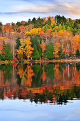 Wall Mural - Fall forest reflections