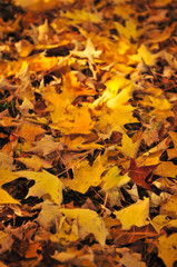 Wall Mural - fall maple leaves