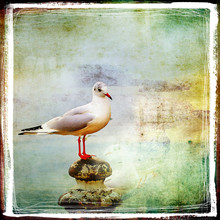 Vintage Landscape With Sea Gull