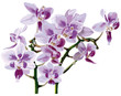 Orchidee_Orchideen_Natur