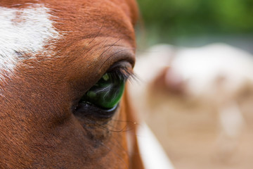 closeup of a horse's eye