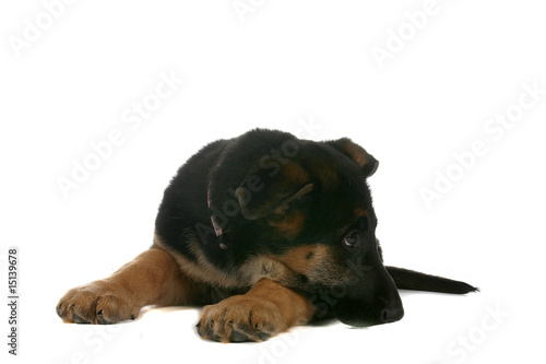 Small Brown And Black Puppy Resting Chin On Paw Buy This Stock