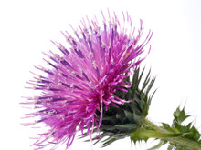 The Cotton Thistle Flower Isolated On White