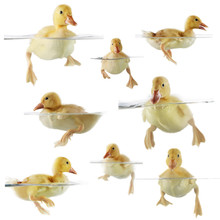 Collage Of Cute Ducklings Swimming
