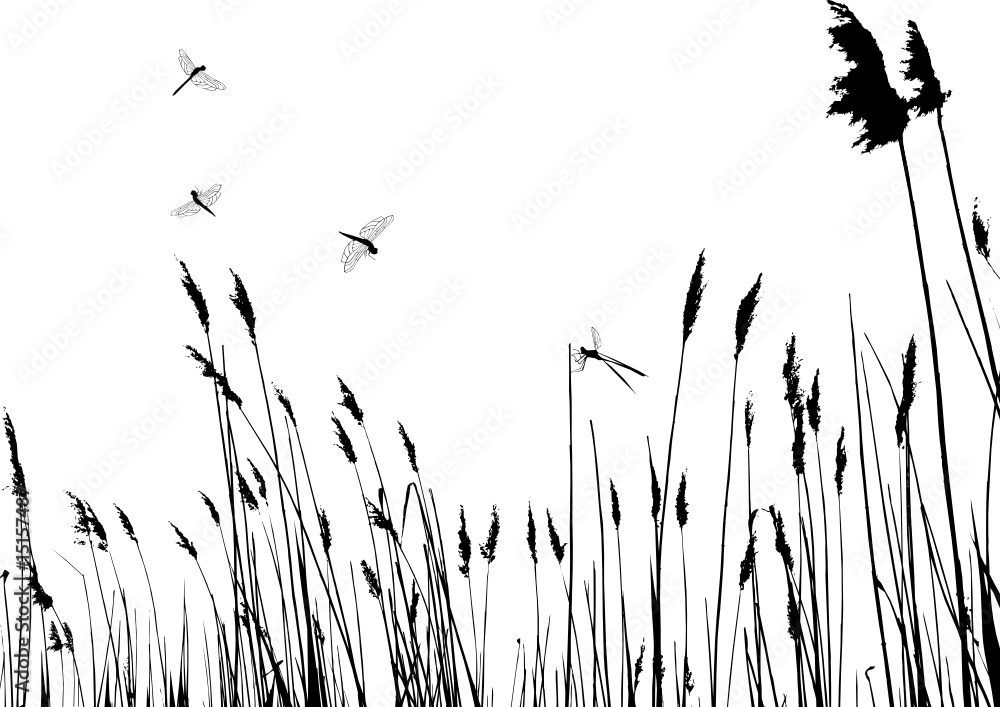 real grass silhouette - vector - two colors - obrazy, fototapety, plakaty 