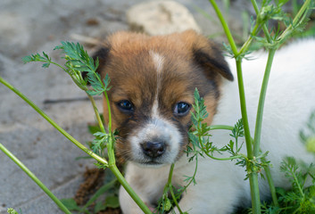 Wall Mural - Puppy 6