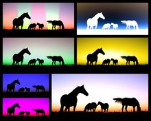 Horse Images - Horizontal