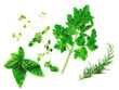 © JMB - Fresh Herbs on a White Background