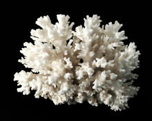 White Coral Isolated On Black