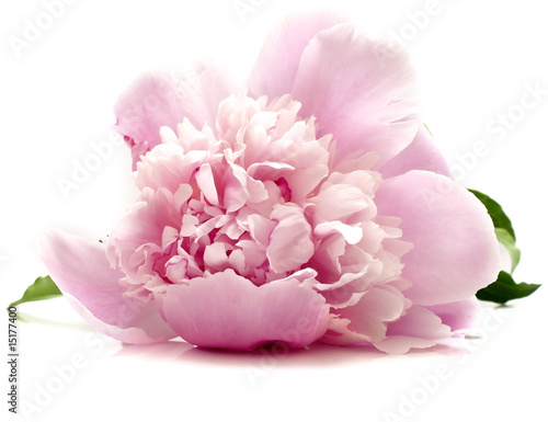 Tapeta ścienna na wymiar pink peony