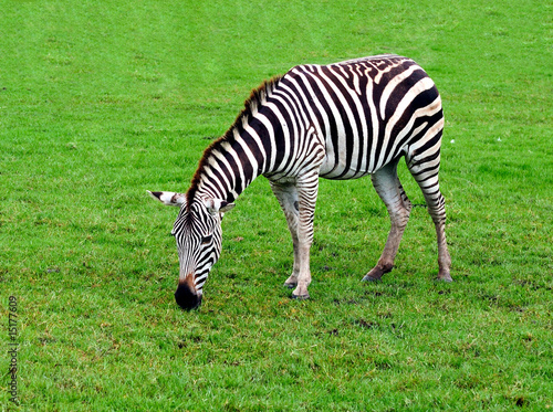 Plakat na papierze fotorealistycznym Zebra