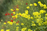 Fototapeta Kwiaty - Yellow flowers