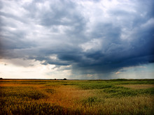 Storm In Wheat Field