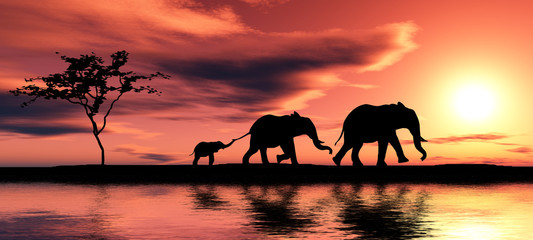 Family of elephants.