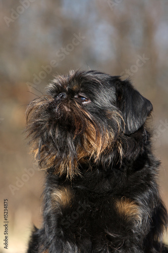 portrait d'un griffon belge noir et feu de trois quart-extérieur Tableau sur Toile