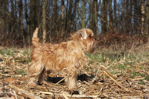 Photographie griffon bruxellois adulte de profil à l'arrêt devant une forêt