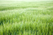A field of grass in summer with short depth of field