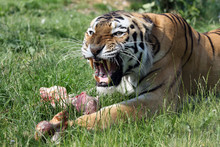Angry Siberian Tiger, Protecting His Prey