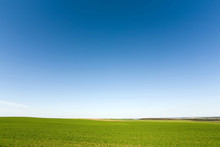 Green crops  and cloudless sky