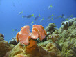 Bunte Unterwasserwelt mit Fischen und Korallen