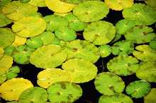 Green Lilypads