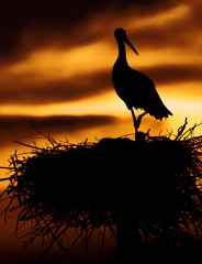 stork in the nest