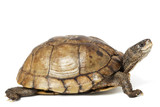 Fototapeta Zwierzęta - Coahuilan Box Turtle