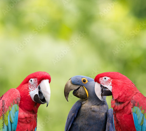 Foto-Doppelrollo - Parrot meeting (von Vivid Pixels)