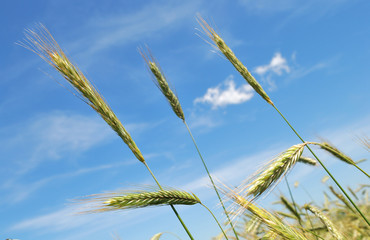 Ears of rye (wheat)