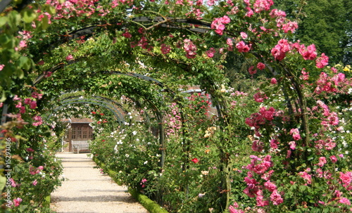 Fototapeta na wymiar roseraie parisienne