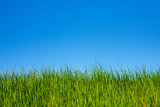 Fototapeta Na sufit - grass and sky