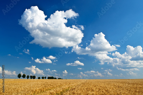 Foto-Vorhang - Blauer Himmel über Getreidefeld 2 (von Stephan Leyk)