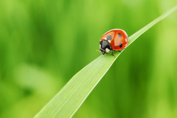 Wall Mural - ladybug on grass