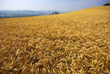 Emilia Romagna, campo di grano a Torrechiara
