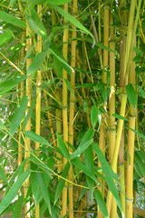  yellow bamboo
