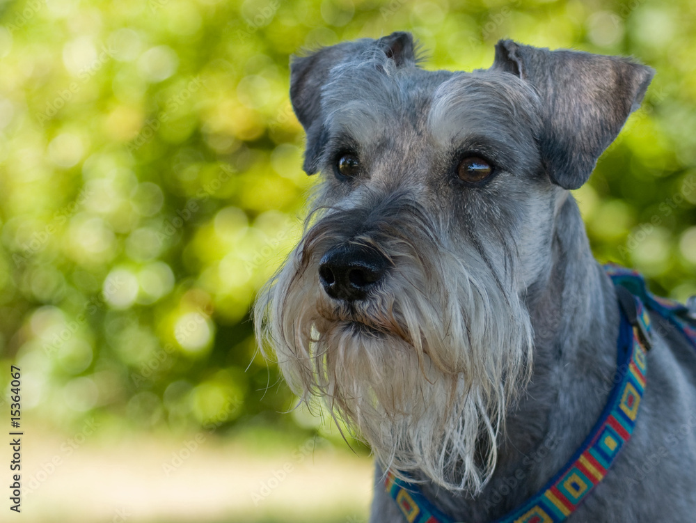 Intense Miniature Schnauzer Dog With Green Lighted Background Foto Intense Miniature Schnauzer Dog With