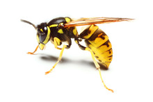 Close-up Of A Live Yellow Jacket Wasp